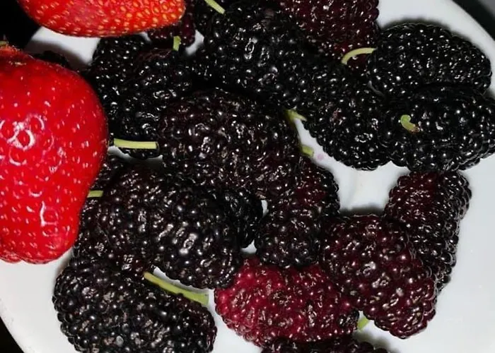 President 3* Golem (Tirana)