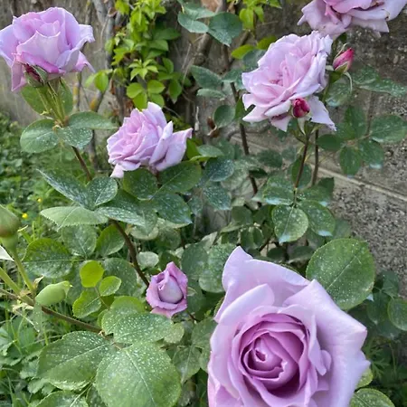 호텔 President 골렘