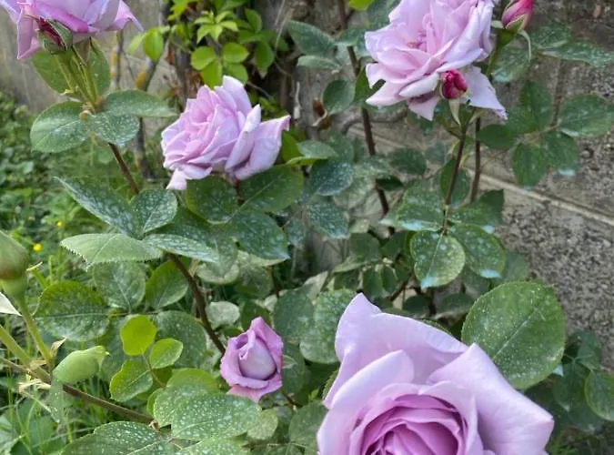 Hotel President Golem (Tirana)